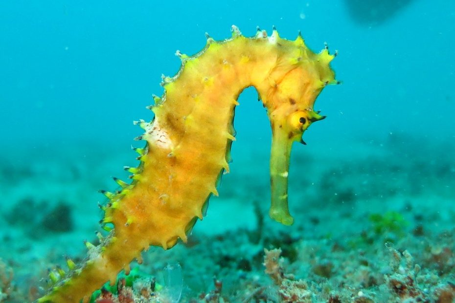 What do seahorses look like?